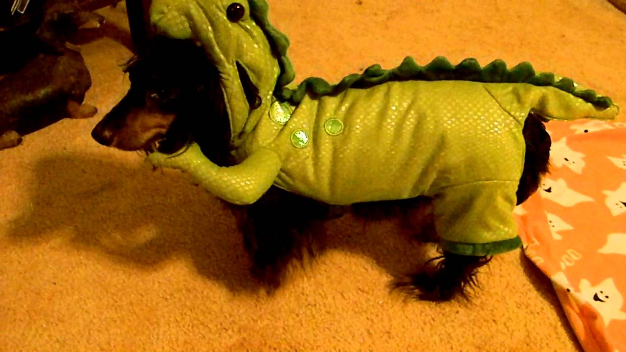 Hartman's Haven Dog Rescue Sam vs. Godzilla