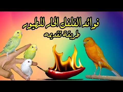 فيديو: ما هي مدة الفلفل الحار عين الطيور؟