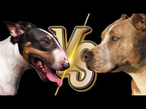 Video: ¿Por qué Bull Terriers y algunos otros perros Ghost Walk?