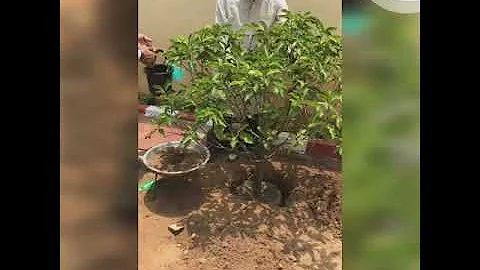 SJ ENVIRONMENT SOLUTIONS ENVIRONMENT DAY CELEBRATION