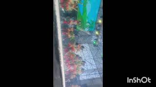 TREMENDO SWING REINAS Y REINITAS 2026 CARNAVAL DE BARRANQUILLA #viral#tendencia