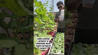 Giving Essential Nutrients to Hydroponic Melon Plants for Healthy Growth” #gardening #smartfarming