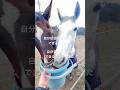 (4)26歳春。あの日から3年後の今 #さっちゃん #引退競技馬 #horse