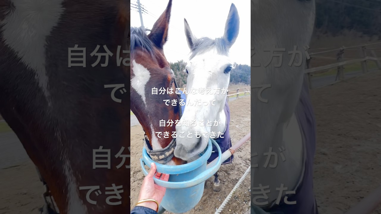(4)26歳春。あの日から3年後の今 #さっちゃん #引退競技馬 #horse