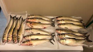 SKIPJACK TIME! (How to find and catch skipjack on the Cumberland river.)