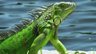 The Colorful World of Iguanas
Welcome to The Colorful World of Iguanas! In this captivating video, we delve into the intriguing world of iguanas, showcasing their vibrant colors, unique characteristics, and mesmerizing behavior. Join us on this educational journey as we explore the fascinating lives of these incredible reptiles.
Discover the diverse range of iguana species found across the globe, from the vibrant green iguanas to the captivating blue iguanas of the Caribbean. Learn about their natural habitats, impressive adaptability, and the challenges they face in the wild.
Witness breathtaking footage of iguanas in their natural environments, showcasing their incredible camouflage skills and peculiar behaviors. Marvel at their graceful movements as they gracefully climb trees and bask in the sun, absorbing warmth to regulate their body temperature.
Our expert narrator guides you through this visually stunning documentary, offering insightful information about iguanas diet, reproduction habits, and social dynamics. Youll gain a deep understanding of these fascinating creatures and their crucial role in maintaining the delicate balance of their ecosystems.
The Colorful World of Iguanas is not only a treat for reptile enthusiasts but also serves as a valuable educational resource for students, nature lovers, and anyone curious about these charismatic creatures. Prepare to be amazed by the kaleidoscope of colors and captivating behaviors showcased in this mesmerizing video!
Dont miss out on the opportunity to witness the enchanting world of iguanas like never before. Hit that play button now and embark on an unforgettable journey with us!
#Iguanas #ColorfulWorld #Wildlife #NaturePhotography #Reptiles #Lizards #AnimalKingdom #ExoticPets #RainforestCreatures #IguanaLovers #ColorfulCreatures #ReptileLovers #AmazingAnimals #NatureBeauty #WildKingdom #NatureWatch #Ecosystem #UniqueSpecies #RainforestAdventures #TropicalHabitat #IguanaPhotography The Colorful World of Iguanas