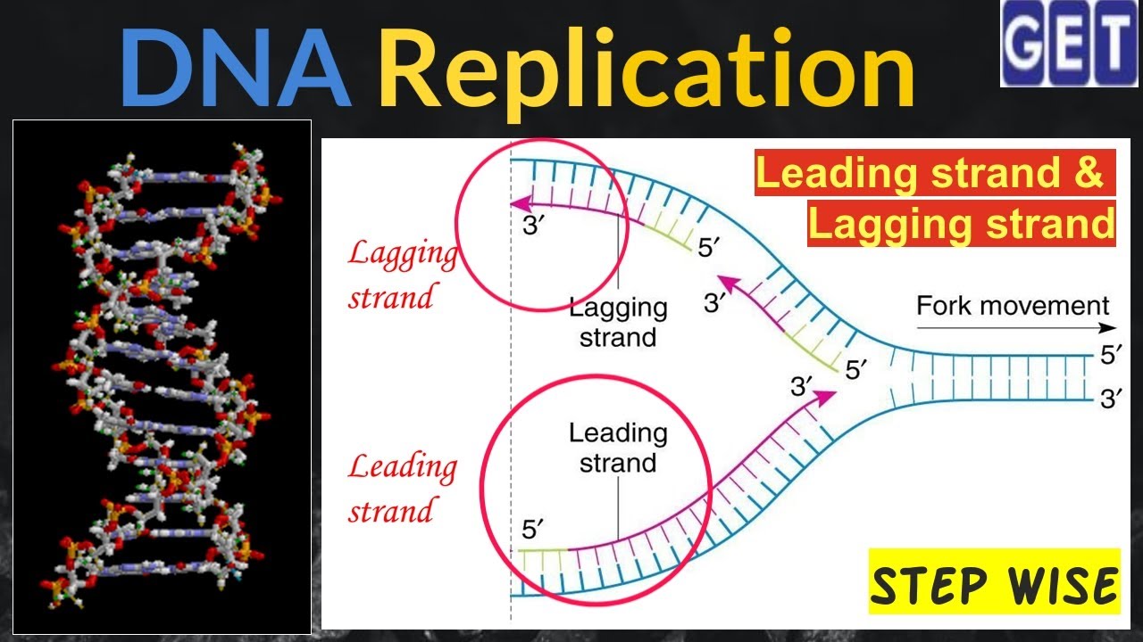 DNA | DNA Replication | Leading strand AND Lagging strand | Step