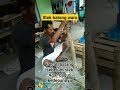stek batang waru / pecah batang sebelum stek #vidioshort #petani #bonsaiindonesia #tanaman #tranding