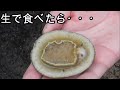 マツバガイを採って食べる！マツバガイの軍艦巻き。生食、磯遊び、ジンガサ、ベッコウガサ