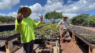 Little Plumeria Farms on Oahu, Hawaii - Owners Clark and Dane Little