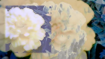 Daughter - Dandelion (Official Lyric Video)