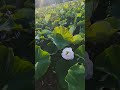 錯過再等一年！🌸初夏限定牡丹蓮進入最佳賞花期 Early summer romanceQuietly blooming🌸✨