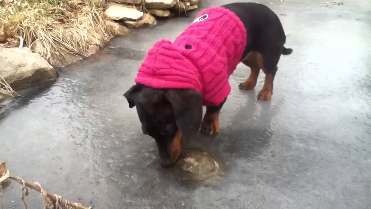 Frozen Pond Digger YouTube