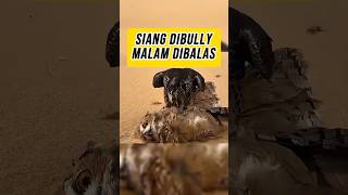 Burung Hantu vs Elang: Siang vs Malam | Owl vs Eagle Night Advantage???