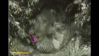 Lion vs tiger, proof the Jungle Jim tiger, \& King of the Jungle tiger are male