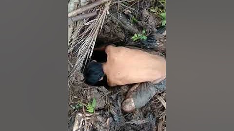 ĐÀO TRÙNG LÁ ( hà đỏ ) CÂU CÁ NGÁT - MINH QUÊ VLOG