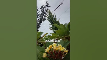 سورة المؤمنون #ياسر الدوسري #قران #اجر لي ولك #استمع #اسمعنا #اكسبلور #ايات #راحه #listen #تواب