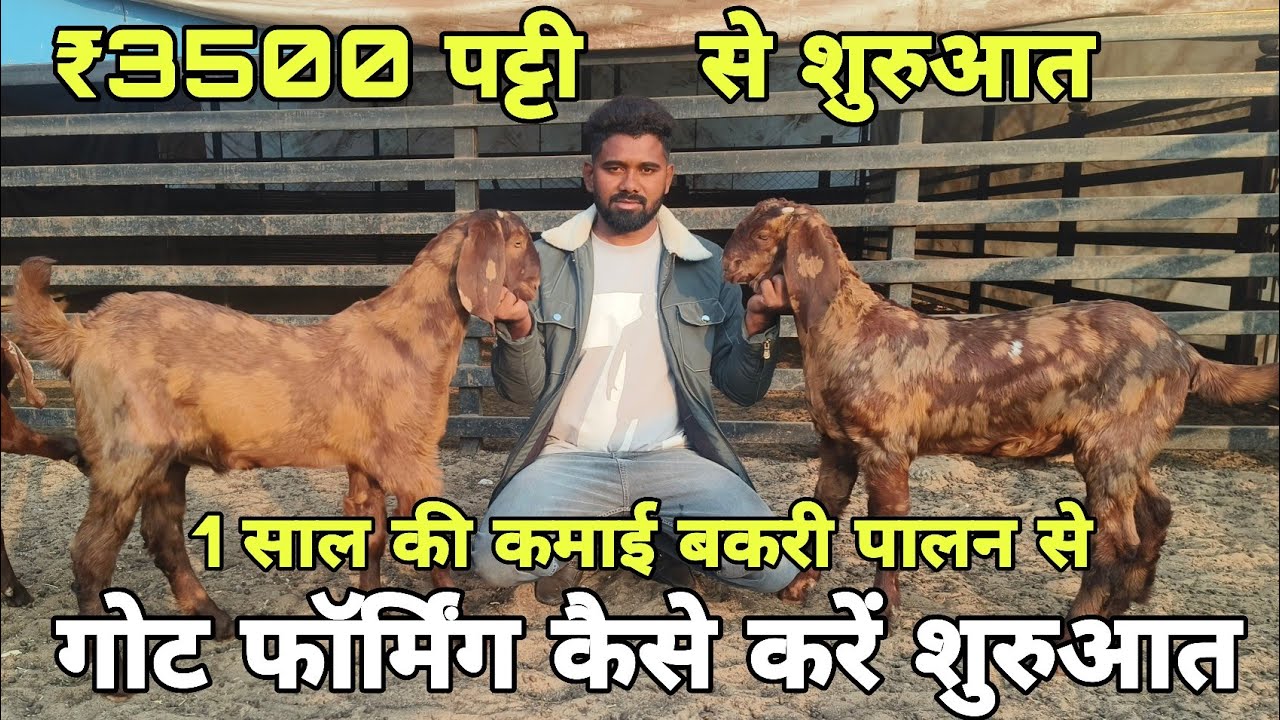 ₹3500 पट्टी से शुरुआत! सिरोही, अजमेरी, गुजरी, सोजत नस्ल के बच्चें! At visit pk goat farm Ajmer