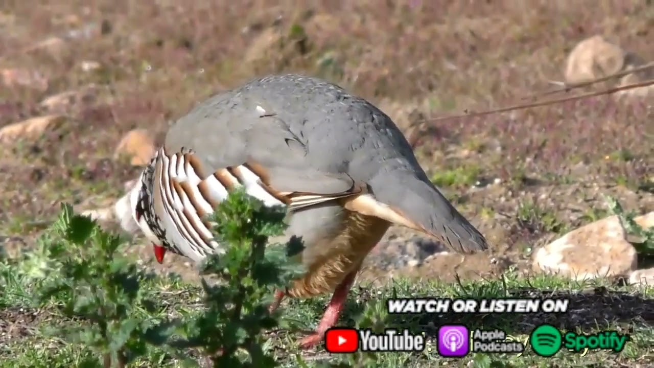 Руфа или красная куропатка🐦🦃🐥🦆Разведение горной куропатки