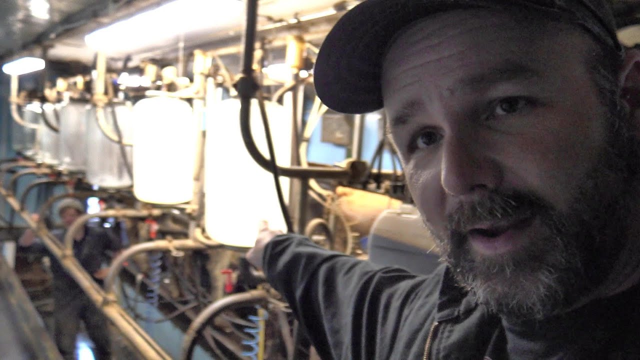 Cars... Cows!! Milking cows in the UK and the farmers vintage car collection!!