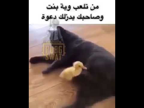 تاك لصاحب دزله دعوه وا مي وا فق
