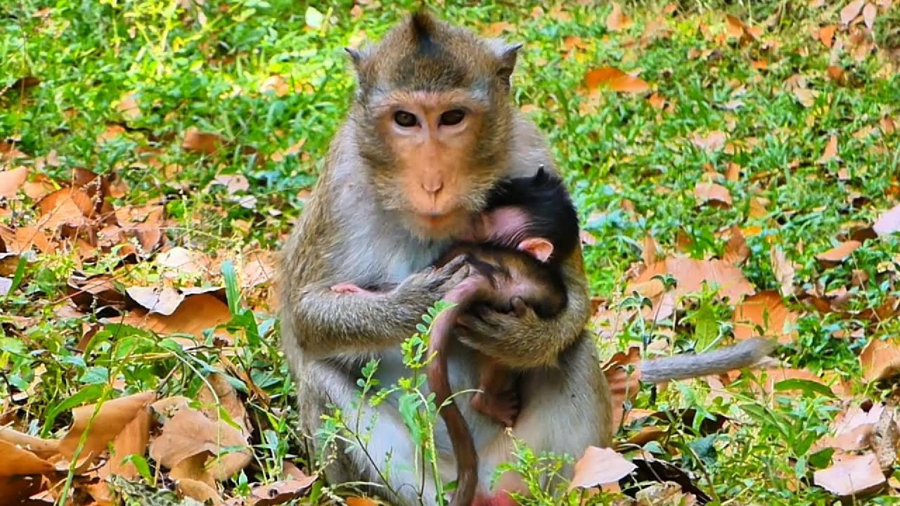 Cute baby monkey checked by mother, @monkeynaturekh - YouTube