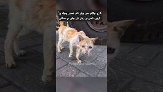 Nanhi jan mahfooz rahi" 🐱🚗#palwashahouse #Kitten #SaveCats #CareForAnimals #DriveSafe #CatLover # 🐱🚗