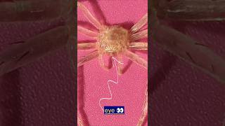 “Spider Seen Very Closely on Phone Camera 🕷️”