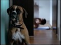 Waggie's M1 TV Commercial English Waggie's M1 TV Commercial English
