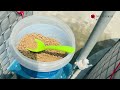 How the Rooftop Biofloc System Produces More Fish with Less Water