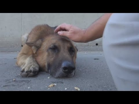 Video: Kaip padėti savo šuniui miesto džiunglėje