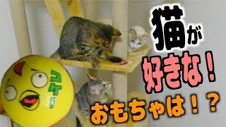 オススメの猫のおもちゃを決める