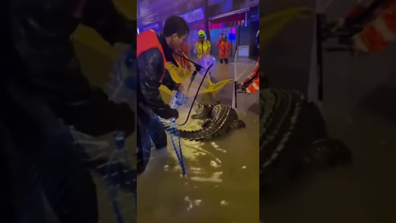 Crocodile Rescue from Flooded Town Street || AI Awareness ||