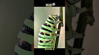Caterpillar se Butterfly ka Secret Transformation 🐛➡️🦋 | Metamorphosis Fact in Hindi #facts #shorts