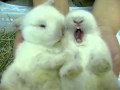 Fluffy Bunny - Bunnies take care of each other
