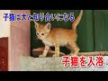 (Kitten protection) Day 4 when a kitten gets acquainted with a dog