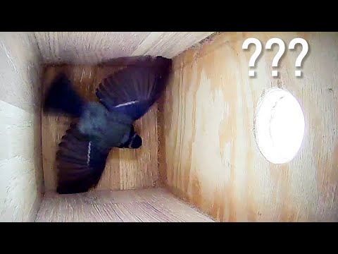 Wideo: Dlaczego Ptak Nazywa Się Moskiewskim Sikorą