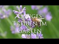 Emsiges Treiben im Garten