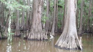 A Boat Ride on Caddo Lake in east Texas