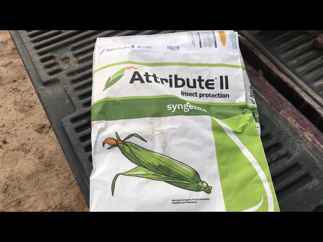Sweet corn 2019