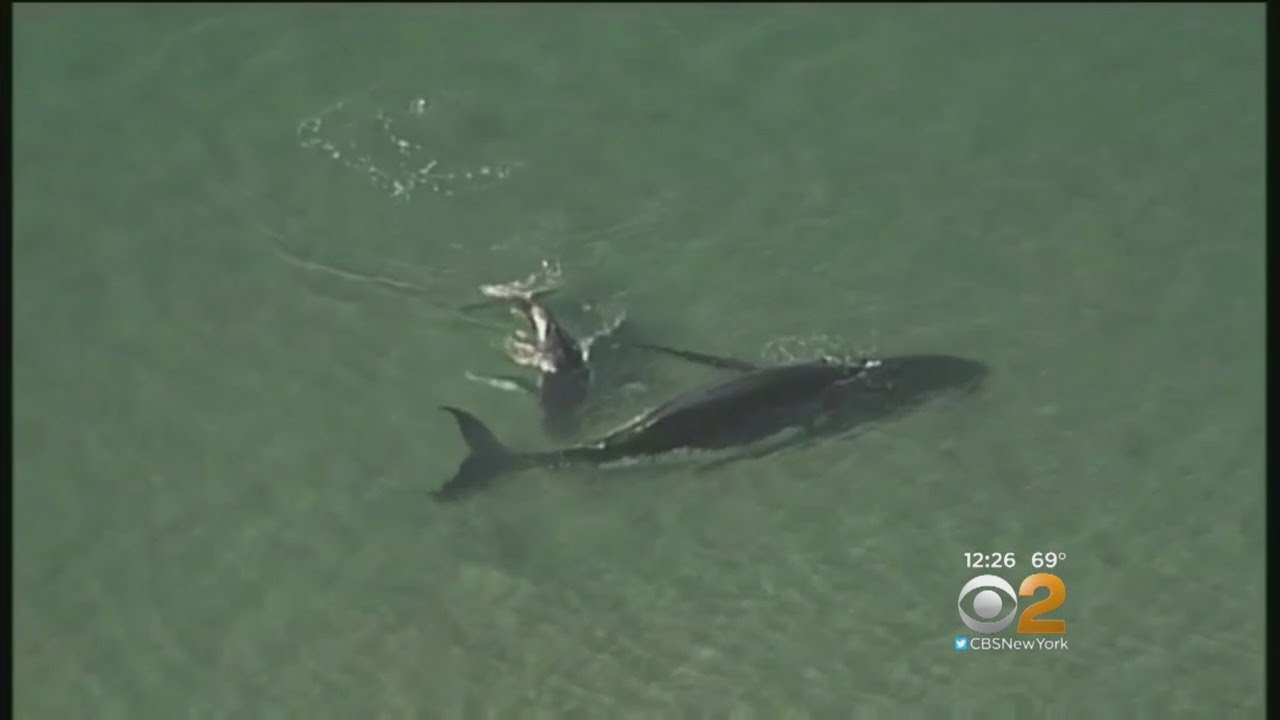 Baby Whale To The Rescue