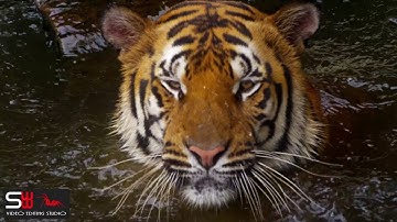 Spider Web Works Video Editing Example (1080p)