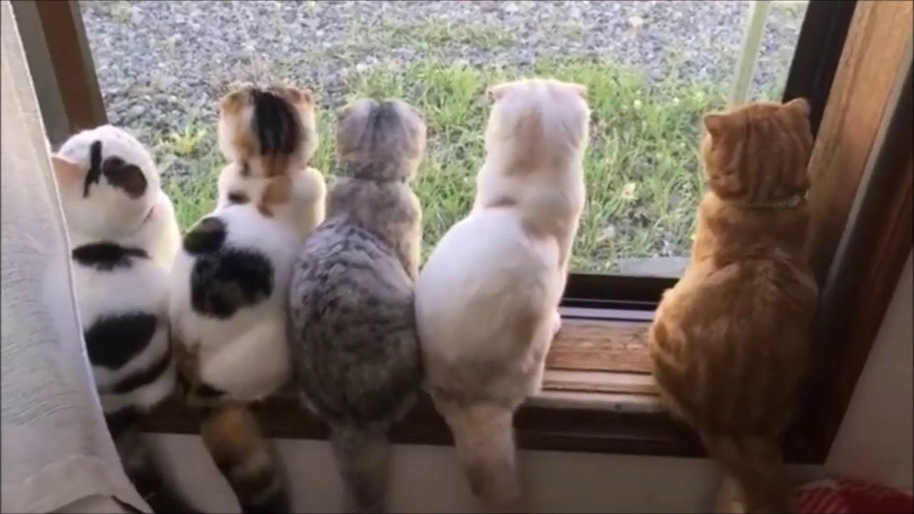 FUNNY CATS COMPILATION 2017 ! || FunnyVines