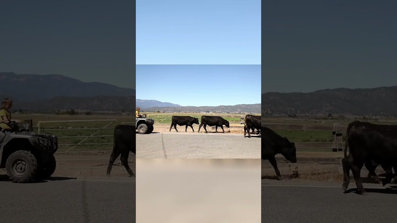 Efficient Cattle Management | How We Use 4 Wheelers