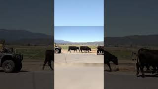 Efficient Cattle Management | How We Use 4 Wheelers