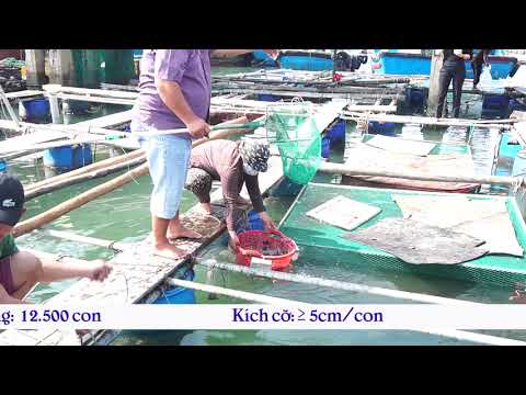 Video Mo hình nuôi cá Dìa thương phẩm trong lồng bè - youtube