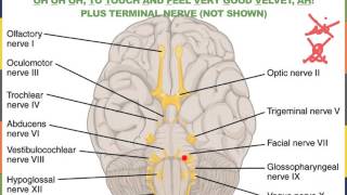 Covers the cranial nerves, spinal nerves and plexuses, sensory
receptors, reflexes.