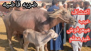 ضربه قاضيه من معلم خبره عرف العيب في ثواني واجبر البايع يسيب من ثمن الجاموسه وهيا طالعه من باب السوق