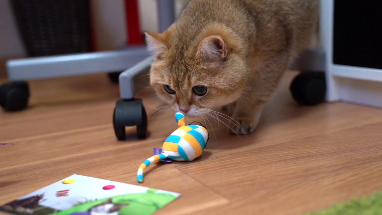 funny cats sleeping in weird positions compilation 2014 funnyplox I really like to receive gifts