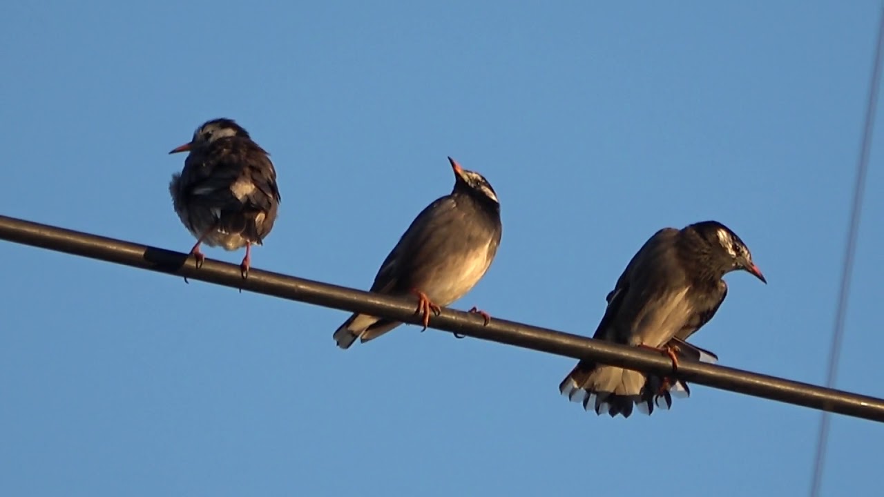 ムクドリ 庭にくる鳥たち 気まぐれ花畑